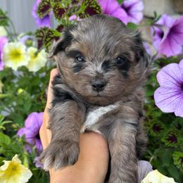 Glacier - Blue merle male Aussiedoodle puppy in Kalamazoo, Michigan from Creekside Ranch