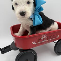 Teal collar male - Black and white male Sheepadoodle puppy in Camden, North Carolina from Luv My Doodle