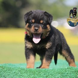 Zilla - Black and mahogany Rottweiler puppy in Uniontown, Alabama from CedarBluff Rottweilers