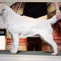 AKC GCH CH Tessa - Yellow female Labrador Retriever puppy in North East Central Fl, Florida from Flashylabs AKC GRAND CHAMPION SIRED