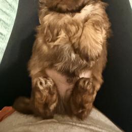 Shih Tzu Puppies from Wood Foo Breeders