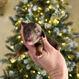 Elizabeth Taylor - Phantom female Bernedoodle puppy in Wamego, Kansas from Doodles of Oz