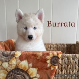 Burrata - White female Siberian Husky puppy in Southampton, New Jersey from First Frost Kennels