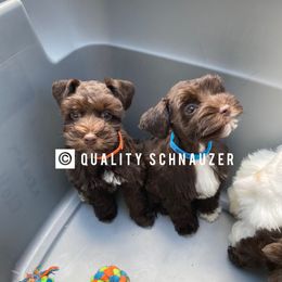 Miniature Schnauzer Puppies from Quality Schnauzer