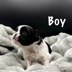 Boy 1 - Black and white male Japanese Chin puppy in Vernon, Connecticut from Chin Babies