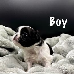 Boy 1 - Black and white male Japanese Chin puppy in Vernon, Connecticut from Chin Babies