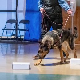 German Shepherds from Alisha Fitzpatrick