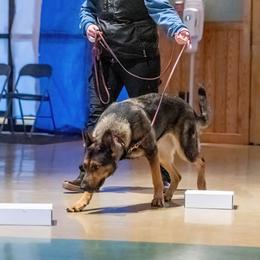German Shepherds from Alisha Fitzpatrick