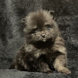 Pomeranian Puppies from POMS USA