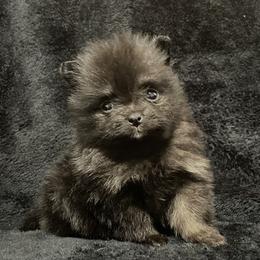 Pomeranian Puppies from POMS USA