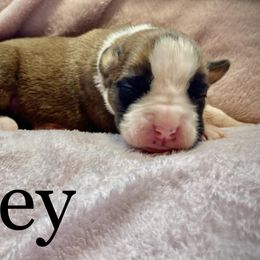 Girl 1 - Boxer puppy in Canterbury, Connecticut from Franklin’s Boxers