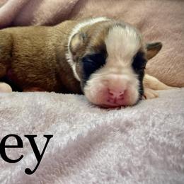 Girl 1 - Boxer puppy in Canterbury, Connecticut from Franklin’s Boxers
