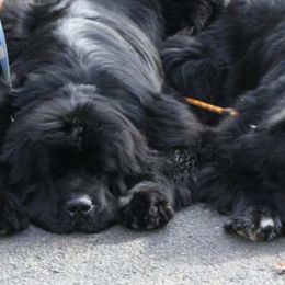 Newfoundlands from Bear N Mind Newfoundlands