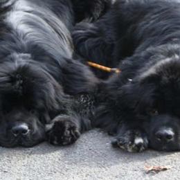 Newfoundlands from Bear N Mind Newfoundlands