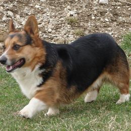 American Corgi and Pembroke Welsh Corgi Puppies from Morse Corgis