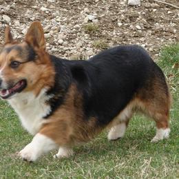 American Corgi and Pembroke Welsh Corgi Puppies from Morse Corgis