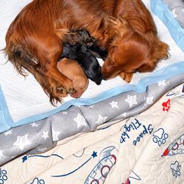 Frost - Red male Dachshund puppy in Indian Trail, North Carolina from Hilda’s Teenie Weenies