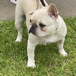French Bulldogs from Villalobos Frenchies