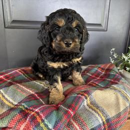 Cockapoo Puppies from Windy Ridge Cockapoos