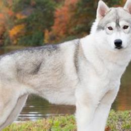Siberian Huskies from Stoli Siberians