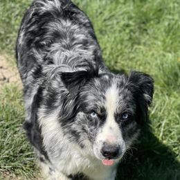 Mia - Australian Shepherd