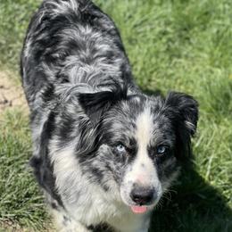 Mia - Australian Shepherd