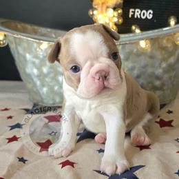 Frog - Lilac male Boston Terrier puppy in Columbia Falls, Montana from Glacier Bark Boston Terriers