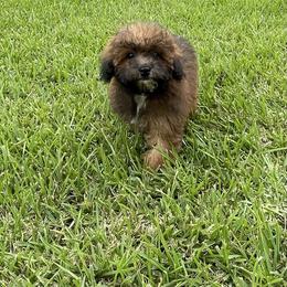Caddie - Red and white female Shihpoo puppy in El Campo, Texas from Billy's Puppies