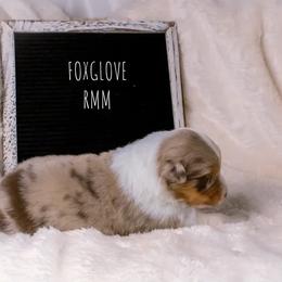 Australian Shepherd Puppies from Take Five Aussies