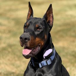Roman - Doberman Pinscher