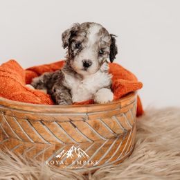 Chenille - Blue merle female Bernedoodle puppy in Grants Pass, Oregon from Royal Empire Bernedoodles