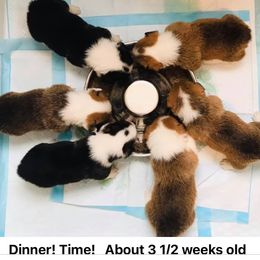 Pembroke Welsh Corgi Puppies from AKC