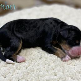 Timber - Tri-color female Bernedoodle puppy in Henry, Illinois from Rowe Farms Doodles