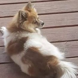 Pomeranians from Moonlite Poms
