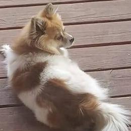 Pomeranians from Moonlite Poms