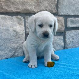 Boy 5 - Yellow male Labrador Retriever puppy in Mansfield, Missouri from Leadhill Labs