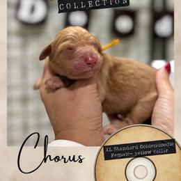Chorus - Dallas,Tx - 4,000 - Red  female Goldendoodle puppy in Garland, Texas from Twilight Doodles