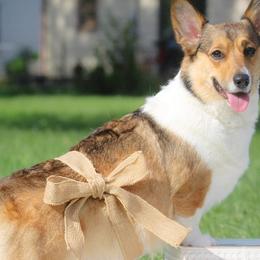 Pembroke Welsh Corgis from Little Creek Corgis