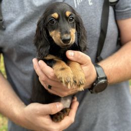 Lila - Black and tan female Dachshund puppy in Mascot, Tennessee from Magnolia Pearl Dachshunds