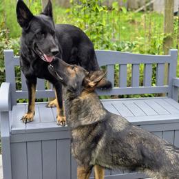 German Shepherd puppies from Ryanhaus Kennel