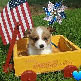Blue sable girl - Sable female Pembroke Welsh Corgi puppy in Centre, Alabama from Walker's AKC Corgis