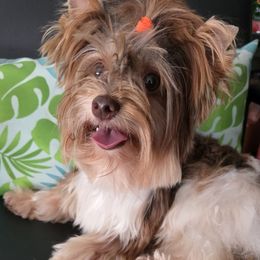 Lady Kat - Biewer Terrier