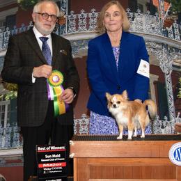 Chihuahua All Grown Up from Roodhaus Chihuahuas