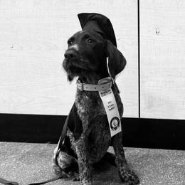 Junior - Brown and gray male Wirehaired Pointing Griffon puppy in Shelbyville, Texas from AndersonK9Kennels Bayou Beards