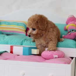 Poodle Puppies from Teacup & Toy Poodles