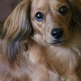 Kate - Dachshund