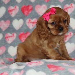 Cavalier King Charles Spaniel Puppies from Angels Ridge Cavaliers