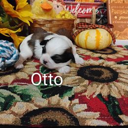 Boy 2 - male Shih Tzu puppy in Ruffs Dale, Pennsylvania from RAM Shih Tzus Rolling Hills of PA
