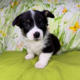CASH - Black and tan male Pembroke Welsh Corgi puppy in Ritzville, Washington from Sapphire Iris Corgis