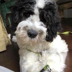 Saint Berdoodle Puppies from Brewer's Doodles